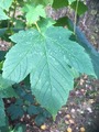 Platanlønn (Acer pseudoplatanus)