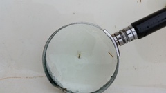 Mosquito (Culicidae)