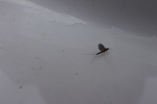 Døgnfluer (Ephemeroptera)
