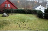 Stær (Sturnus vulgaris)