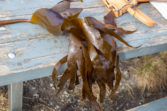 Cuvie (Laminaria hyperborea)