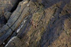 Brittle stars (Ophiuroidea)