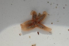 Kamstjerne (Astropecten irregularis)