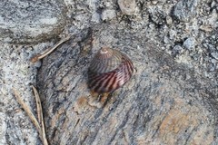 Glattkjeglesnegl (Gibbula cineraria)