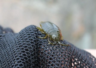 Skrukketroll, tanglus (Isopoda)