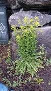 Winter-cress (Barbarea vulgaris)