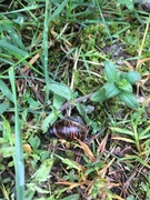Roman Snail (Helix pomatia)
