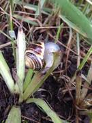 Vinbergsnegl (Helix pomatia)