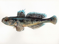 Svartkutling (Gobius niger)