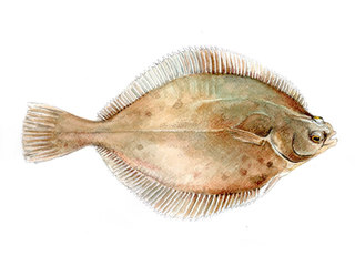 Sandflyndre (Limanda limanda) Sandflyndre (Limanda limanda)