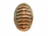 Grå skallus (Lepidochitona cinereus)
