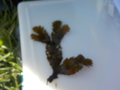 Oarweed (Laminaria digitata)