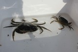 Strandkrabbe (Carcinus maenas)