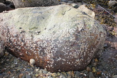 barnacle (Semibalanus balanoides)