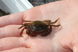 Strandkrabbe (Carcinus maenas)