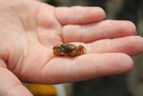 Strandkrabbe (Carcinus maenas)