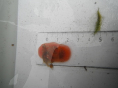 Sekkdyr (Ascidiacea)