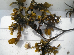 Kaurtang (Fucus spiralis)