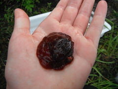 Filtsymre (Anemone sylvestris)