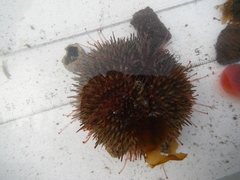 Sea urchins (Echinoidea)