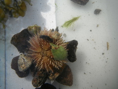 Sea urchins (Echinoidea)