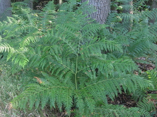 Einstape (Pteridium aquilinum)