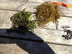 Sponge seaweed (Codium fragile)