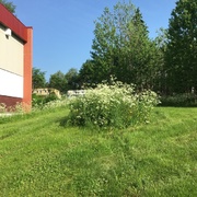 Giant Hogweed (Heracleum mantegazzianum)