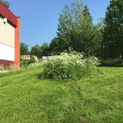 Kjempebjørnekjeks (Heracleum mantegazzianum)