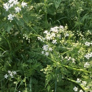 Giant Hogweed (Heracleum mantegazzianum)