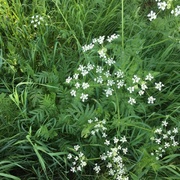 Giant Hogweed (Heracleum mantegazzianum)
