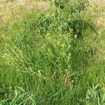 Russekål (Bunias orientalis)