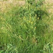 Russekål (Bunias orientalis)