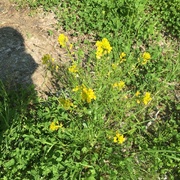 Russekål (Bunias orientalis)