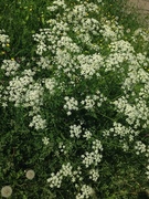 Giant Hogweed (Heracleum mantegazzianum)