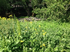 Giant Hogweed (Heracleum mantegazzianum)