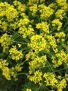 Winter-cress (Barbarea vulgaris)
