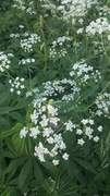 Giant Hogweed (Heracleum mantegazzianum)