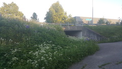 Giant Hogweed (Heracleum mantegazzianum)