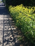 Russekål (Bunias orientalis)