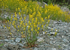 Winter-cress (Barbarea vulgaris)