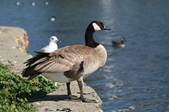 Canada Goose (Branta canadensis)