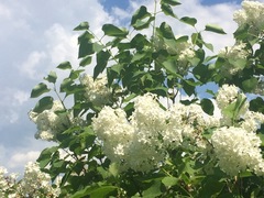 Syrin (Syringa vulgaris)