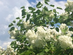 Syrin (Syringa vulgaris)