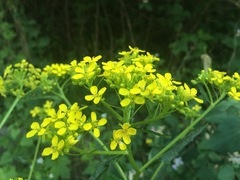 Winter-cress (Barbarea vulgaris)