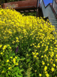 Russekål (Bunias orientalis)