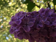 Syrin (Syringa vulgaris)