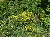 Russekål (Bunias orientalis)