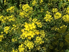 Russekål (Bunias orientalis)