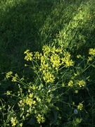 Winter-cress (Barbarea vulgaris)